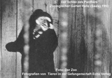 Der Panther