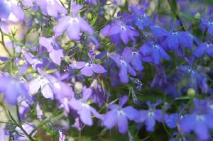 Blaue Blume