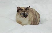 A B C, die Katze lief im Schnee